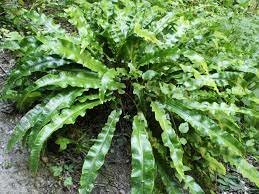 Plantas terrestres vasculares