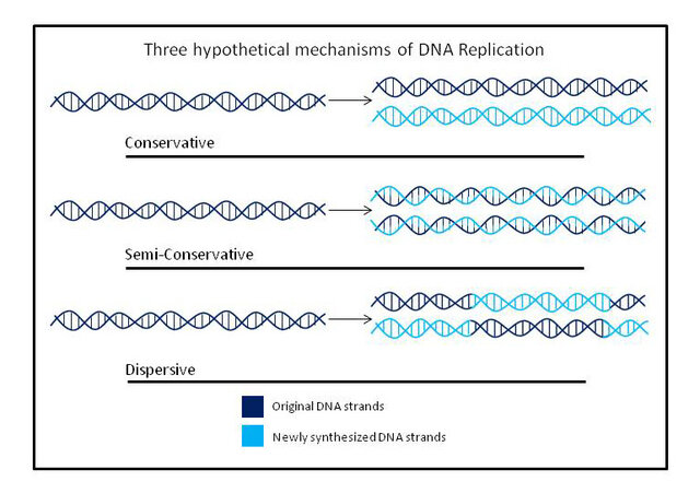 Matthew Meselson y Franklin Stahl