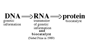 Thomas Cech y Sidney Altman