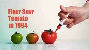 Tomate FLAV SAVR