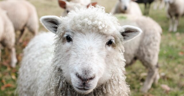 National Wool Act of 1954