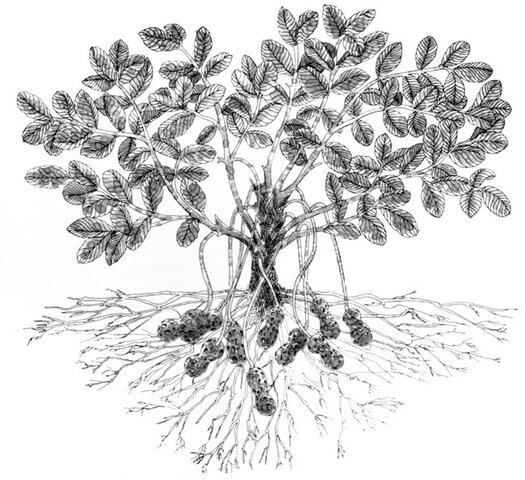 Food and Agriculture Act of 1977