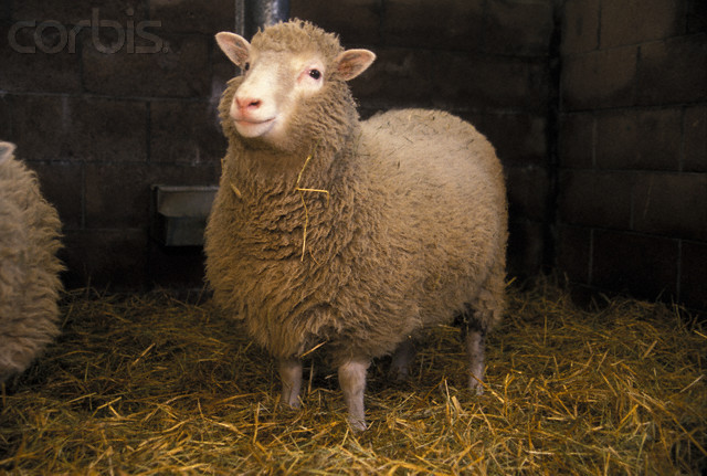 Dolly the Cloned Sheep