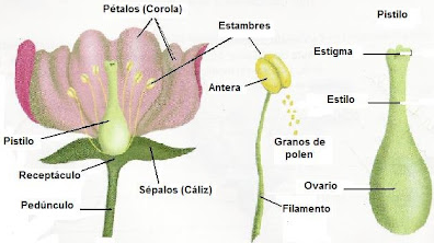 La reproducción sexual en las plantas