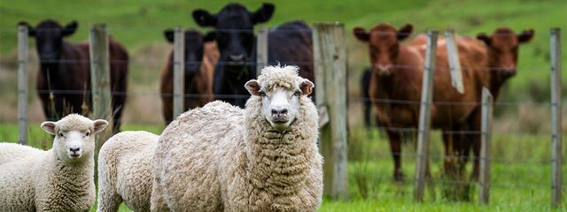 Livestock Indemity Program