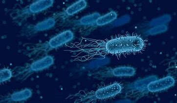 Oppdagelse av mikroorganismer