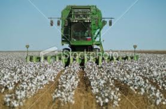 the first cotton stripper came out