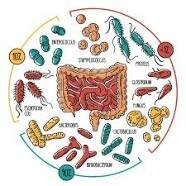 Descubrimiento de las bacterias intestiales