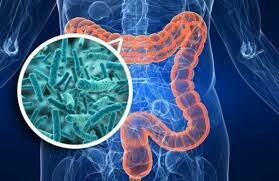 Descubrimiento de la microbiota