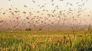 A praga dos gafanhotos