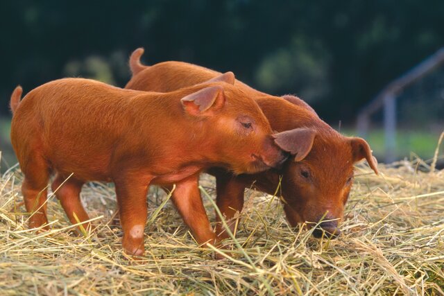 Duroc