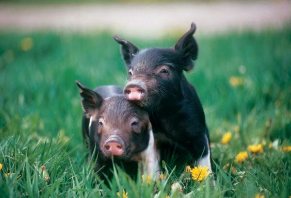 Hampshire "oreo pig"