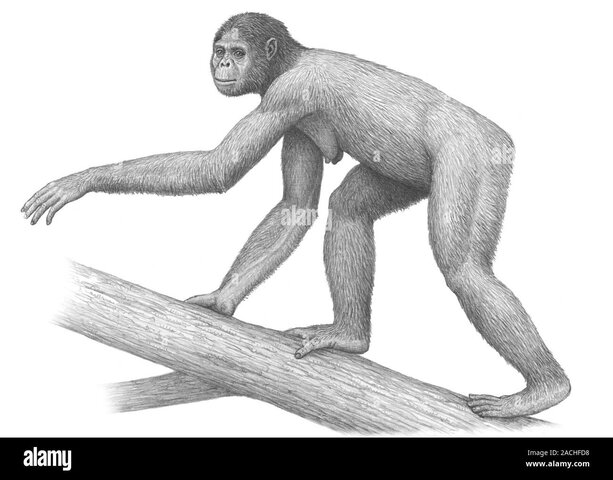 Ardipithecus.
