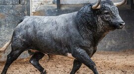 Timeline: MI proyecto