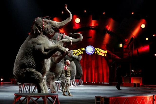 El Circo Ringling Brothers se convierte en el circo más grande y exitoso de la historia.