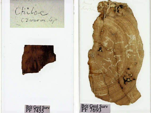 Analizan los fósiles recolectados por Darwin.