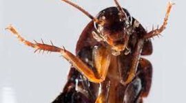 Timeline: trenzin do 🐜