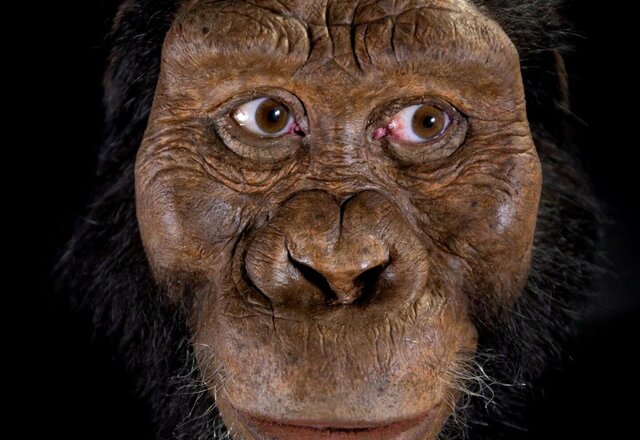 Australopithecus anamensis