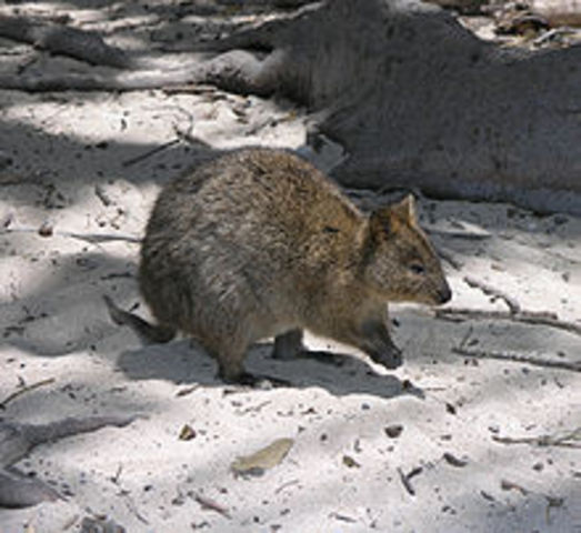 Rottnest Island