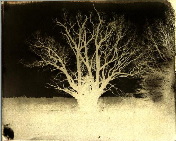 Calotype