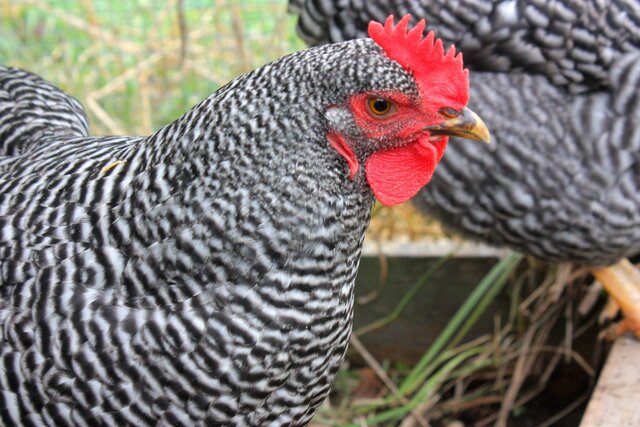 Barred Plymouth rock