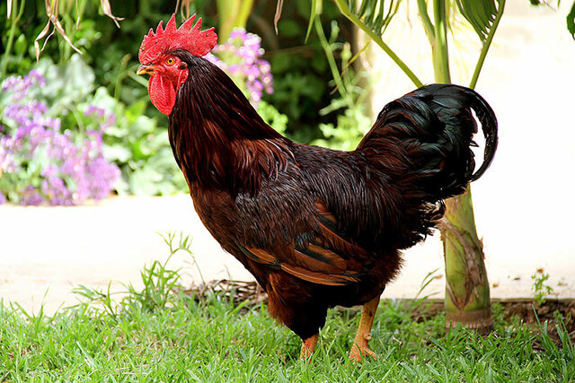 Rhode island red