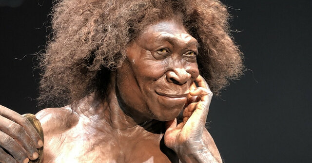 Homo erectus