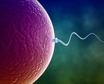 1. Fertilization