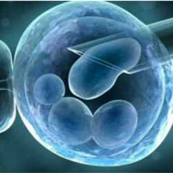 embriones artificiales