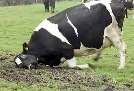 Primer caso Vacas Locas