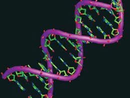 Creación de genoma artificial a partir de una bacteria