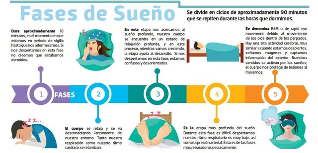Descripción de las fases del sueño