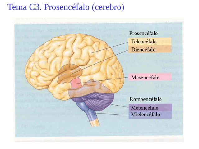 Conexiones Fase de Vigilia (Fase W)