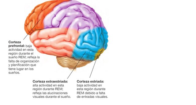 Conexiones Sueño REM