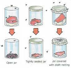 Redi's Experiment