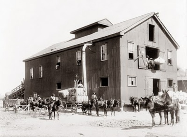 effect from the cotton gin