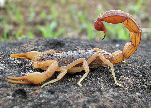 Spontaneous production of scorpions