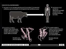 Crisis de las ¨vacas locas¨