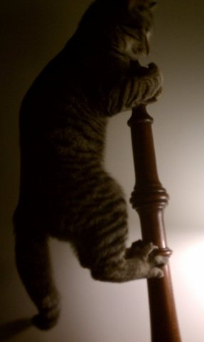 Molly climbs the bed