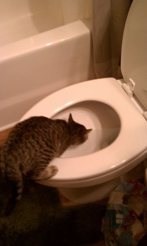 Molly drinks out of the toilet