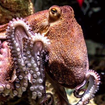 Timeline: Geo-His Arantza