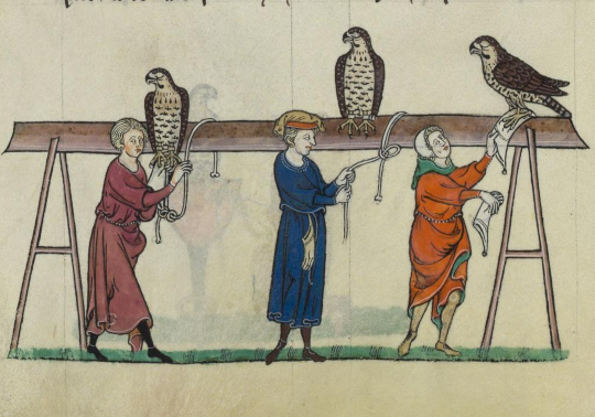 Se populariza la cetrería.