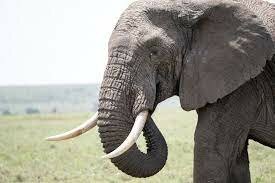 La colección de animales