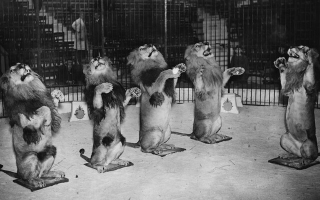 El primer circo en ESpaña