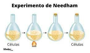 John Needham (Experiment)