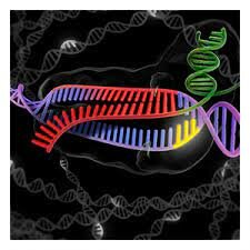 Edición genética con "CRISPR-Cas9"