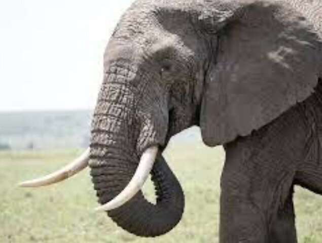 La colección de animales