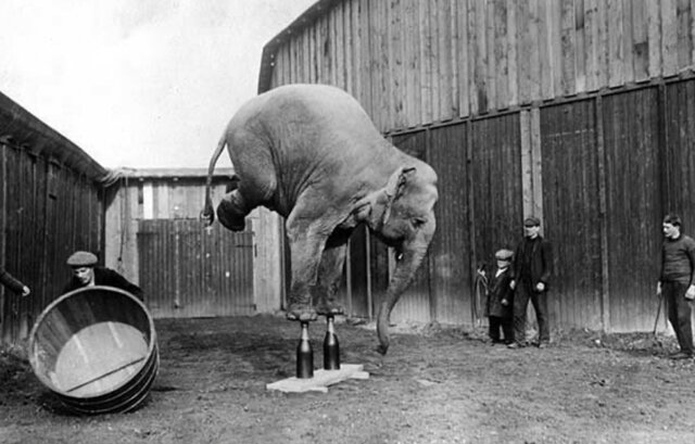 Los circos de animales