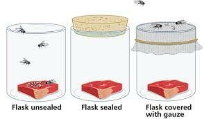 Francesco Redi experiment