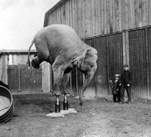 Animales en los circos